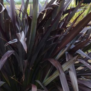 Phormium Plant