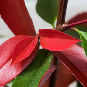 Photinia Plant