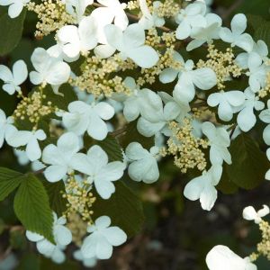 Viburnum Plant