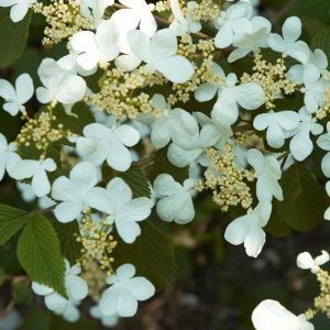 Viburnum Plant