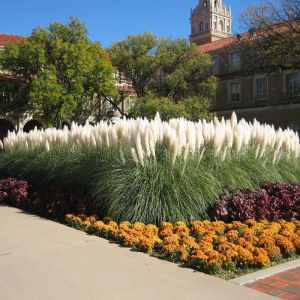 Pampas Grass Plants