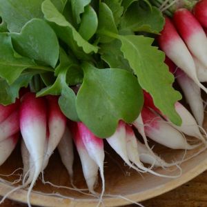 Radish Seeds