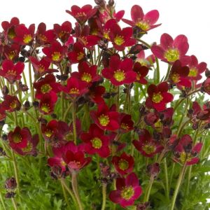 Saxifraga Plants