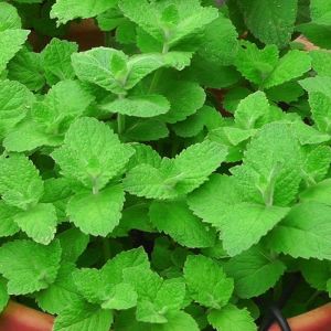 Garden Mint Seeds