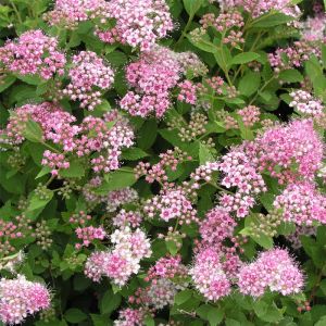 Spirea Japonica Plant