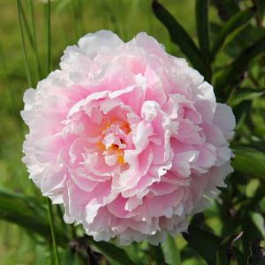 Tree Peony Plants