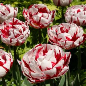 Tulip Bulbs