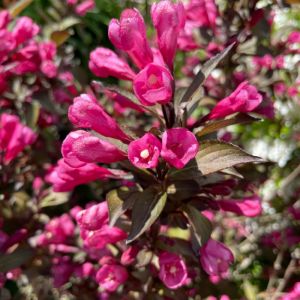 Weigela Plant