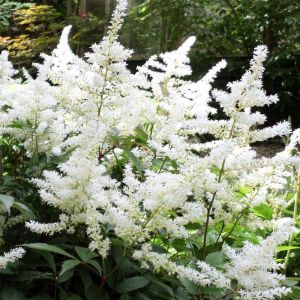 Astilbe Plant