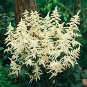 Astilbe Plant