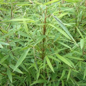 Bamboo Plants