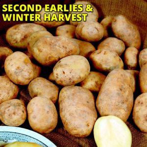 Seed Potatoes