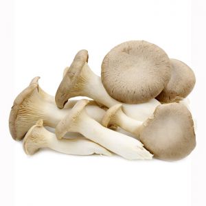 Mushroom Growing Kit