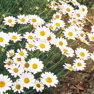 Ox-Eye Daisy Seeds