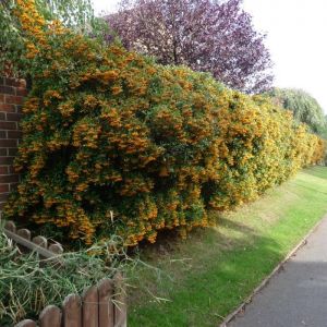 Pyracantha Plant