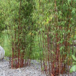 Red Stemmed Bamboo Plant