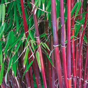 Red Stemmed Bamboo Plant