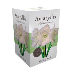 Amaryllis Bulbs