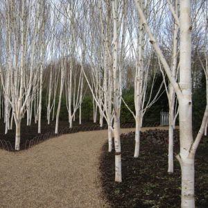 Birch Tree