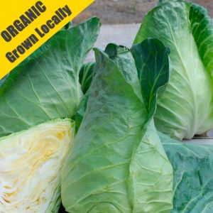 Cabbage Plants