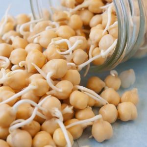 Chickpea Seeds