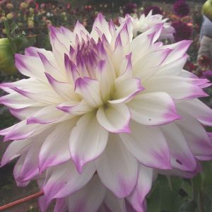 Dahlia Bulbs