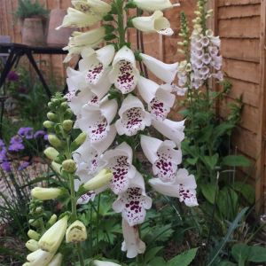 Foxglove Plants