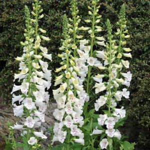 Foxglove Plants