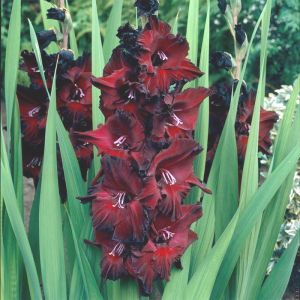 Gladioli Bulbs