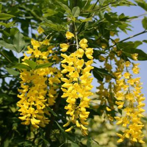 Laburnum Tree