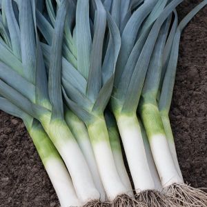 Leek Plants