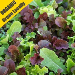 Mixed Leaf Lettuce Plants