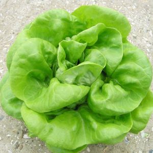 Lettuce Plants