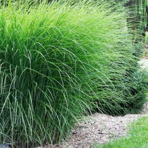 Miscanthus Plants