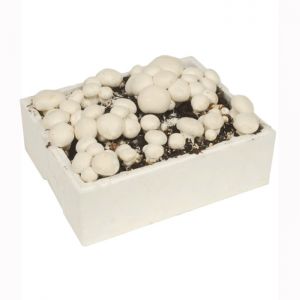 Mushroom Growing Kit