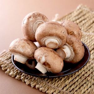 Mushroom Growing Kit