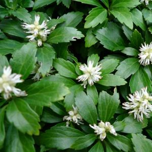 Pachysandra Plants