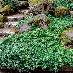 Pachysandra Plants