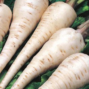 Parsnip Plants