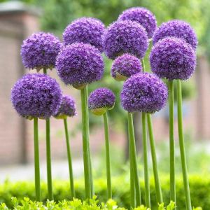 Potted Allium Plant