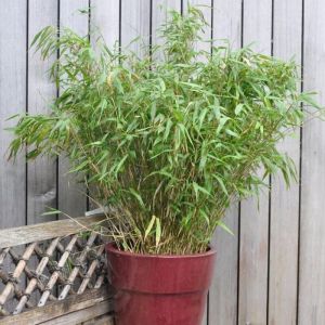 Bamboo Plants