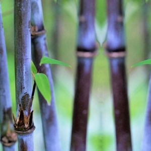 Bamboo Plants