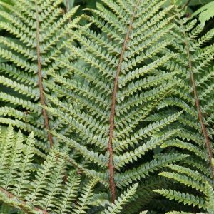 Fern Plant