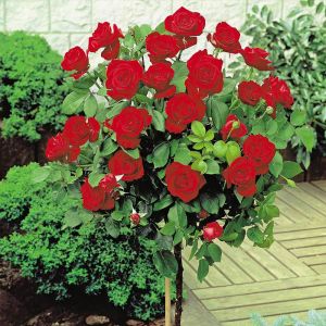 Potted Standard Rose Plant