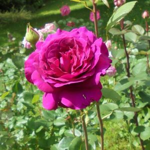 Standard Rose Plant