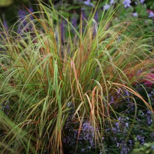 Stipa Plants