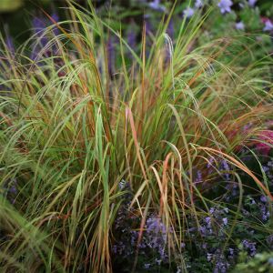 Stipa Plants