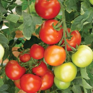 Tomato Plant