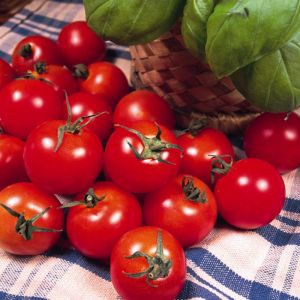 Tomato Plants