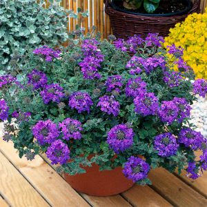 Verbena Plants